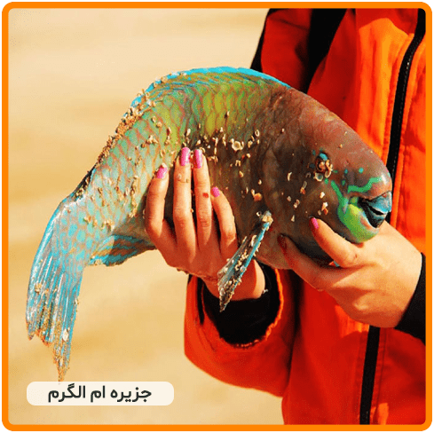 ام الگرم