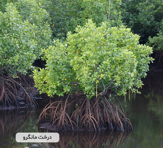 درخت مانگرو