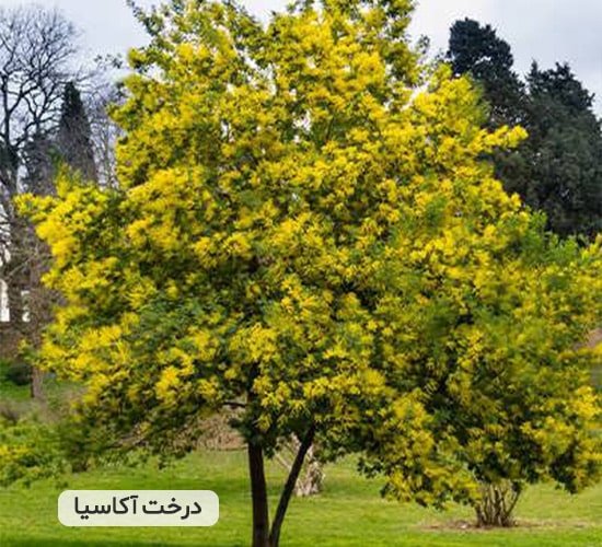 درخت اکاسیا