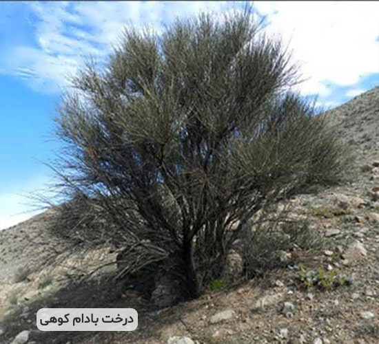 درخت بادام کوهی