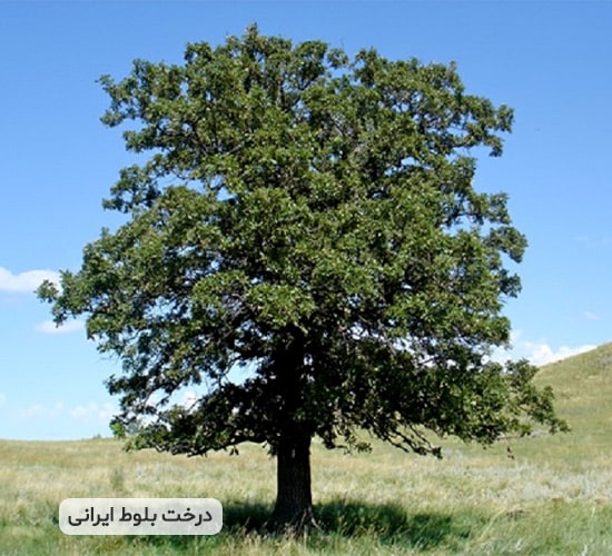 درخت بلوط ایرانی
