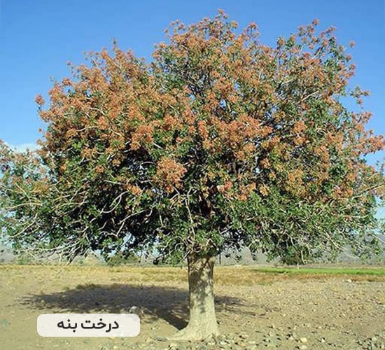 درخت بنه