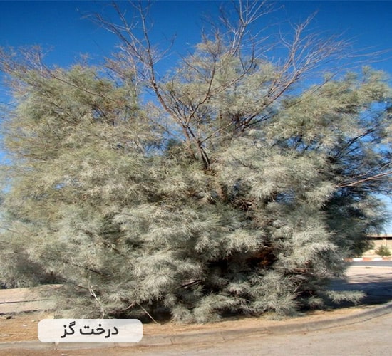 درخت گز