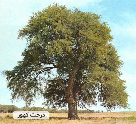 کنار