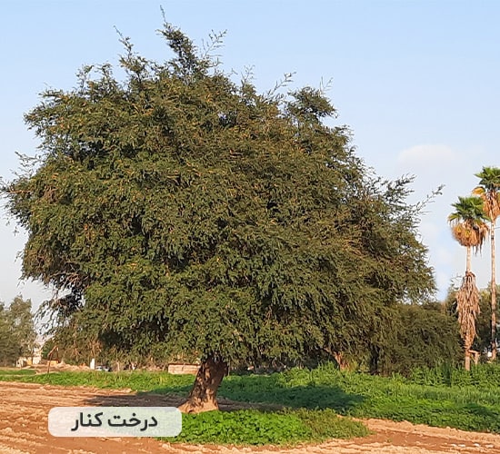 درخت کنار