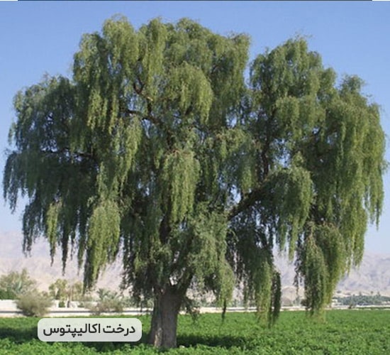 درخت اکالیپتوس