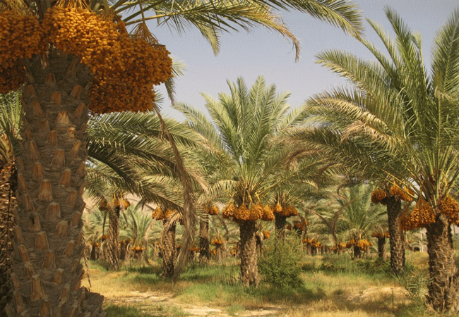 نخلستان در دشتستان