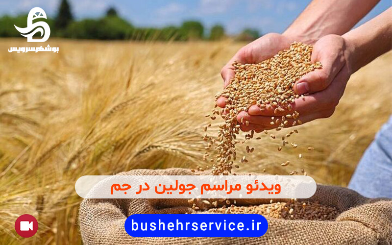 مراسم جولین برداشت گندم در جم