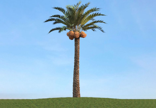 درخت نخل جنوب