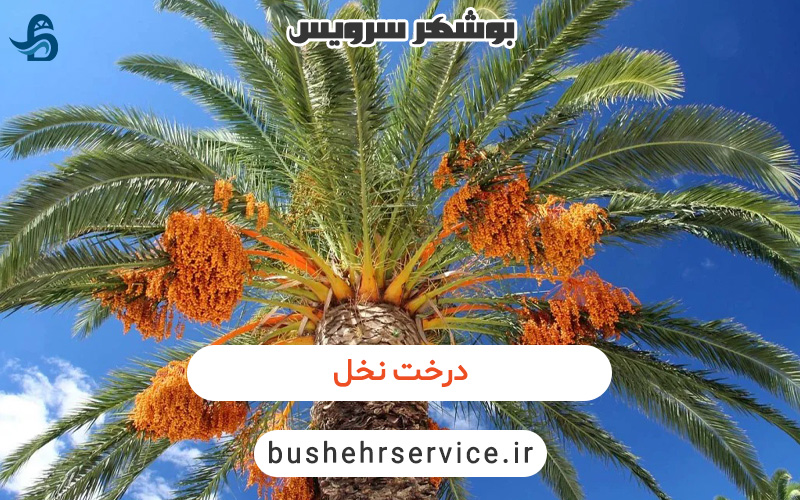 درخت نخل