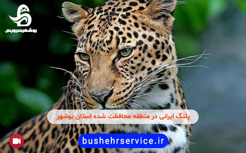 پلنگ ایرانی