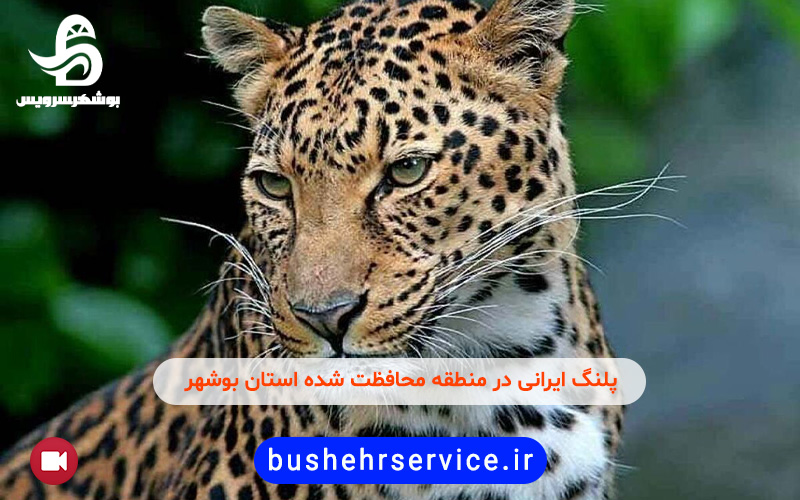 پلنگ ایرانی در تنگه شیرینه